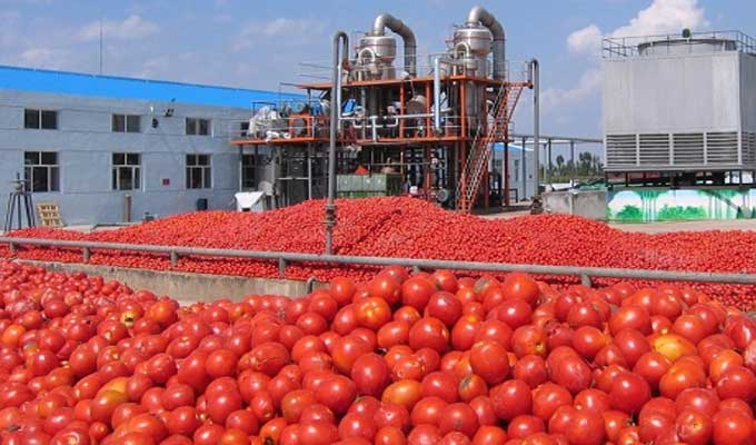 tomate tunisie sidi bouzid