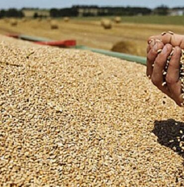 Cereales Siliana : Avancement de la saison de récolte de 97%