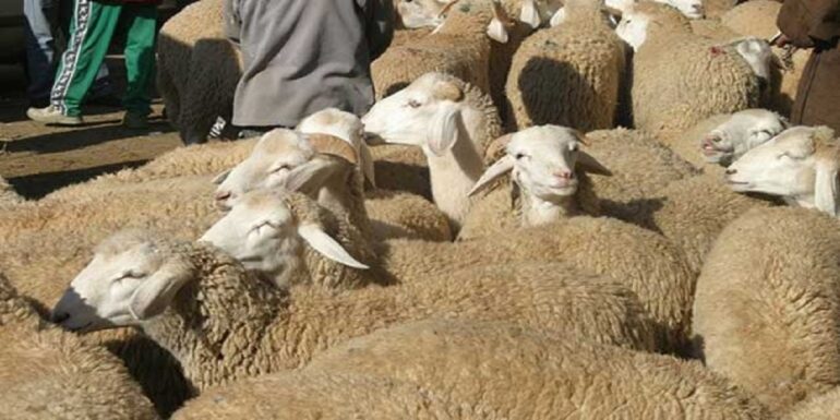 mouton aide لطفي الرياحي: تسقيف أسعار اللحوم الحمراء كان له أثر مباشر على أسعار الأضحية