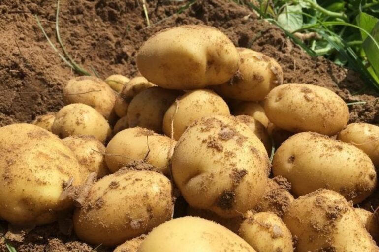 potatos توزيع المخزون التعديلي لمادة البطاطا .. مع تعزيز الرقابة الاقتصادية