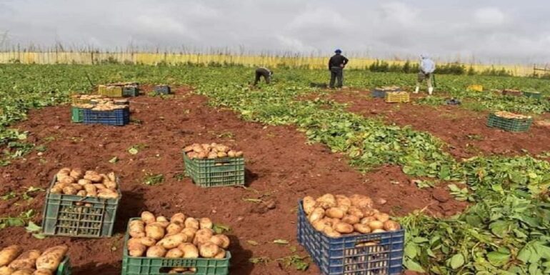 batata 1 فقدان مادة البطاطا: "لهفة المواطن من أسباب خلق الأزمة"