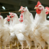 Les prix maximums à la production pour la vente du poulet vif fixés à 5,300 millimes/kg