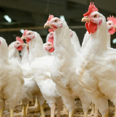 poulet vif Les prix maximums à la production pour la vente du poulet vif fixés à 5,300 millimes/kg